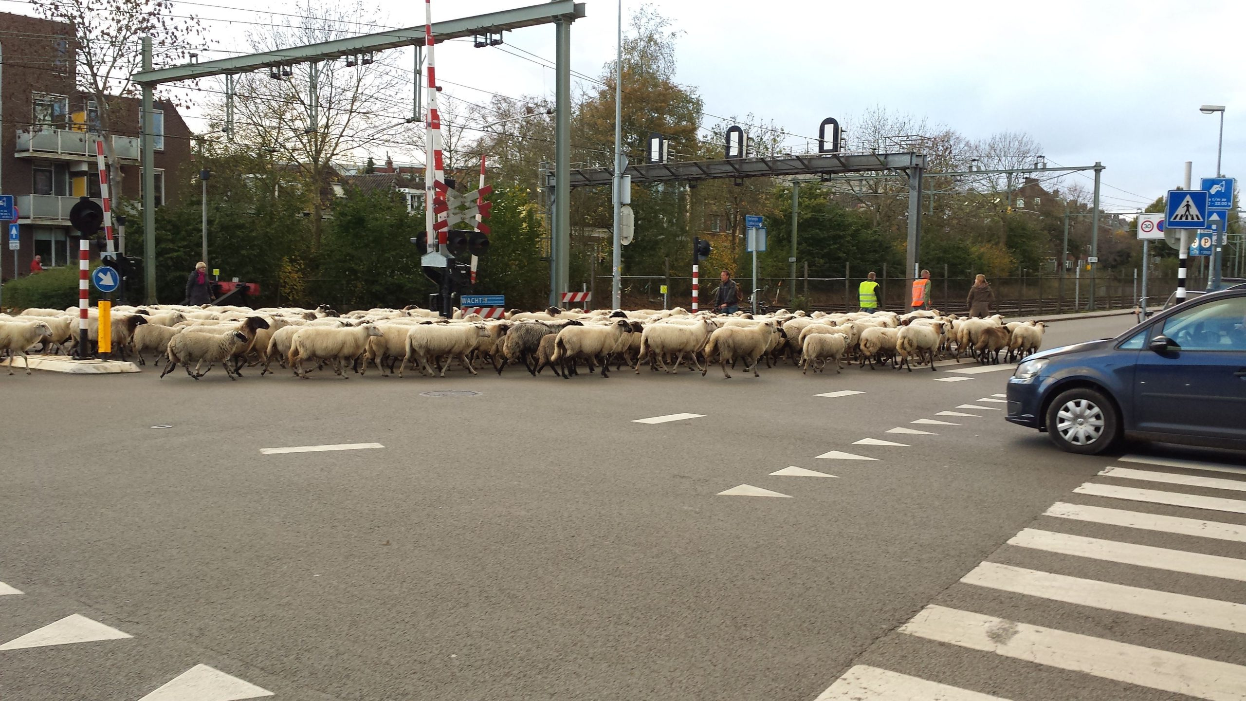 Stadsschapen verlaten stad en gaan weer naar winterlocatie