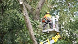 Steeds meer zieke kastanjebomen in Groningen