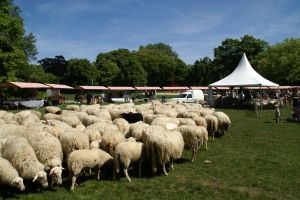 Kudde met 65 schapen verdwenen