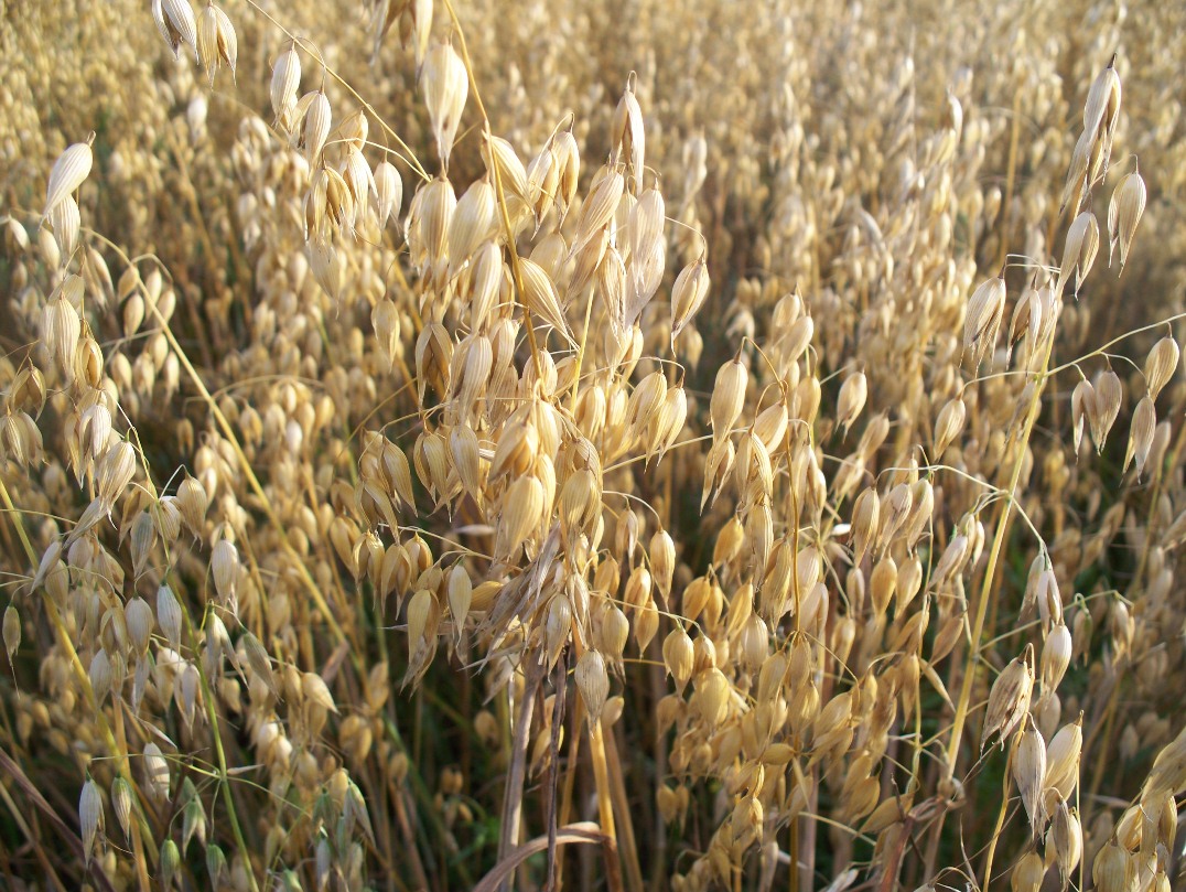 Groninger boeren gaan experimenteren met productie van glutenvrije haver