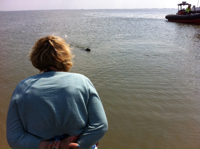 Een van de zeehonden keert terug.
