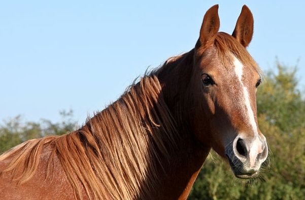 Luchtopnames paardenmishandeling leveren niets op; geen spoor van dader