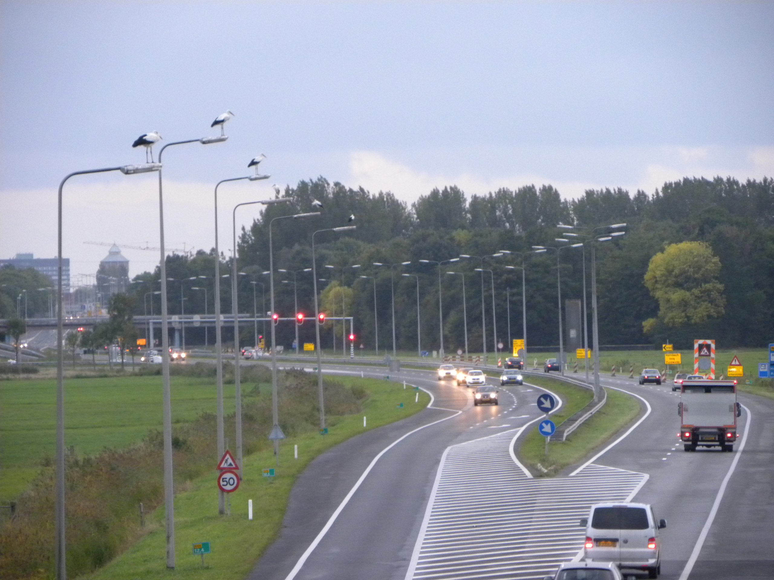 Alle ooievaars op een rij op lantaarnpalen bij Groningen