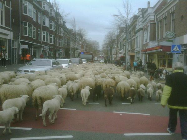 Stadsschapen helemaal klaar met Groningen - na 900.000 kilo gras