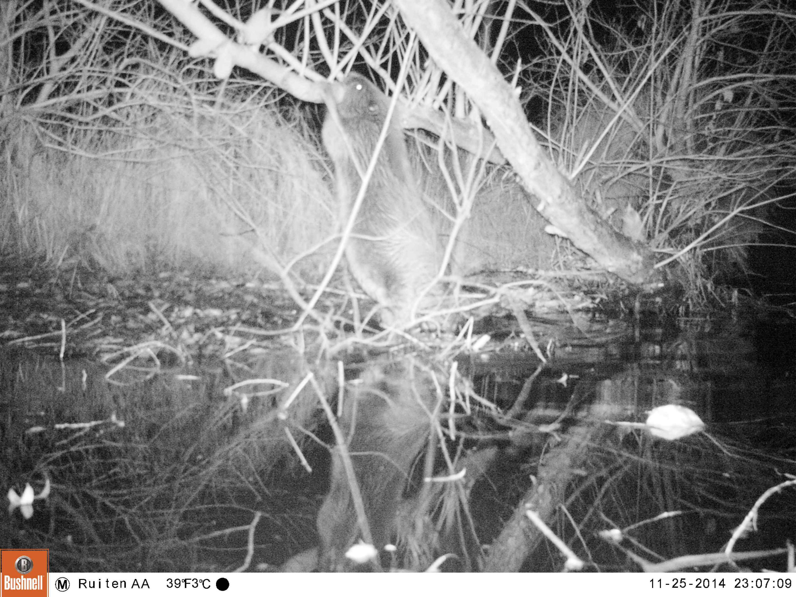 Eerste wilde bever op eigen kracht naar Groningen, vanuit Duitsland