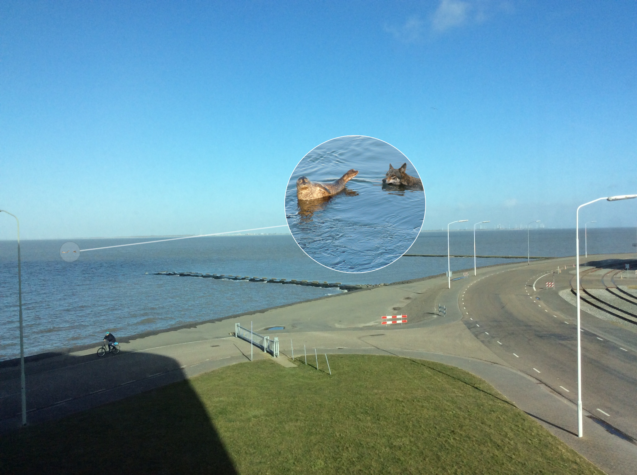 Wolf duikt op in Groninger zeehaven en zoekt vriendje…