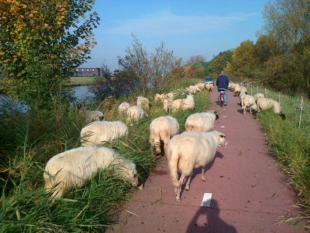 Honderden schapen weer terug in de stad