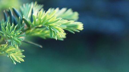 Gemeente roept Groningers op taxus-snoeisel in te zamelen: geneesmiddel tegen kanker