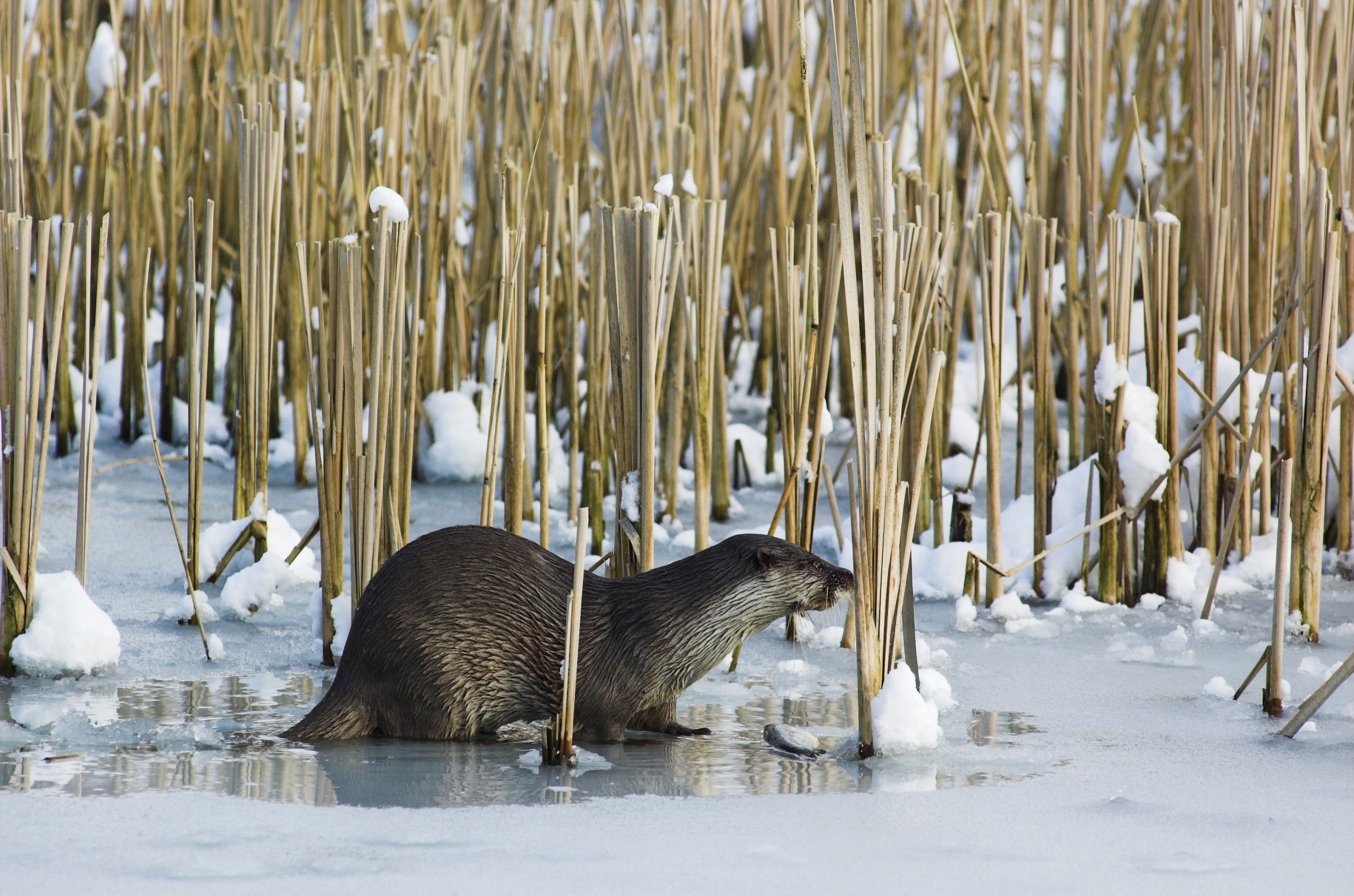 Beijumers werken aan terugkeer otter in Groningen-Stad