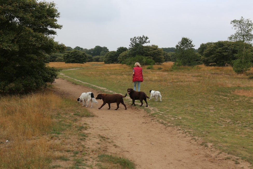 Twee nieuwe losloopgebieden voor honden in Groningen