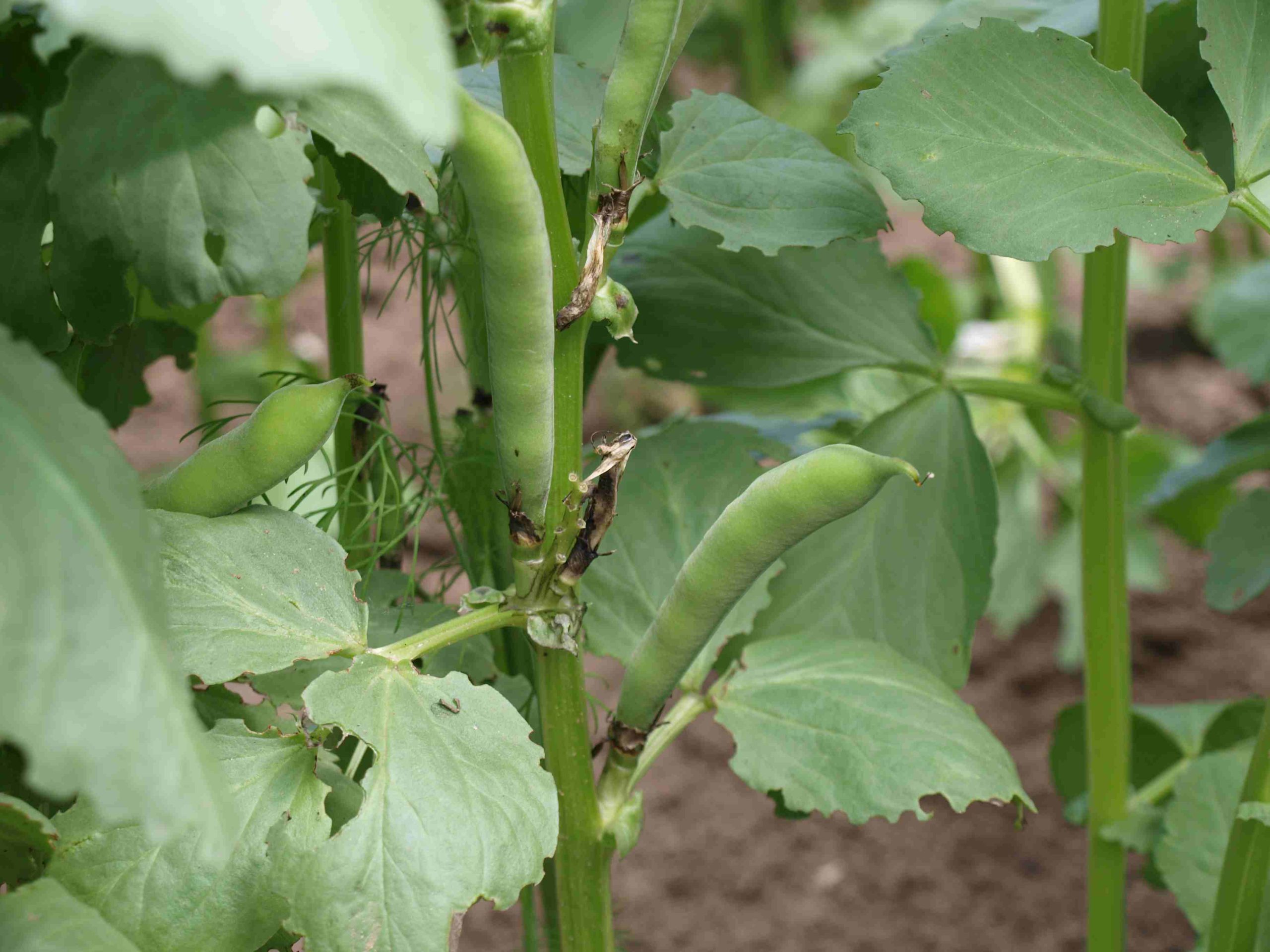 Massale aanplant tuinbonen moet binnenstad Groningen groener maken