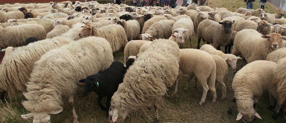 Wolmarkt en Schaapscheerdersdag in het Noorderplantoen