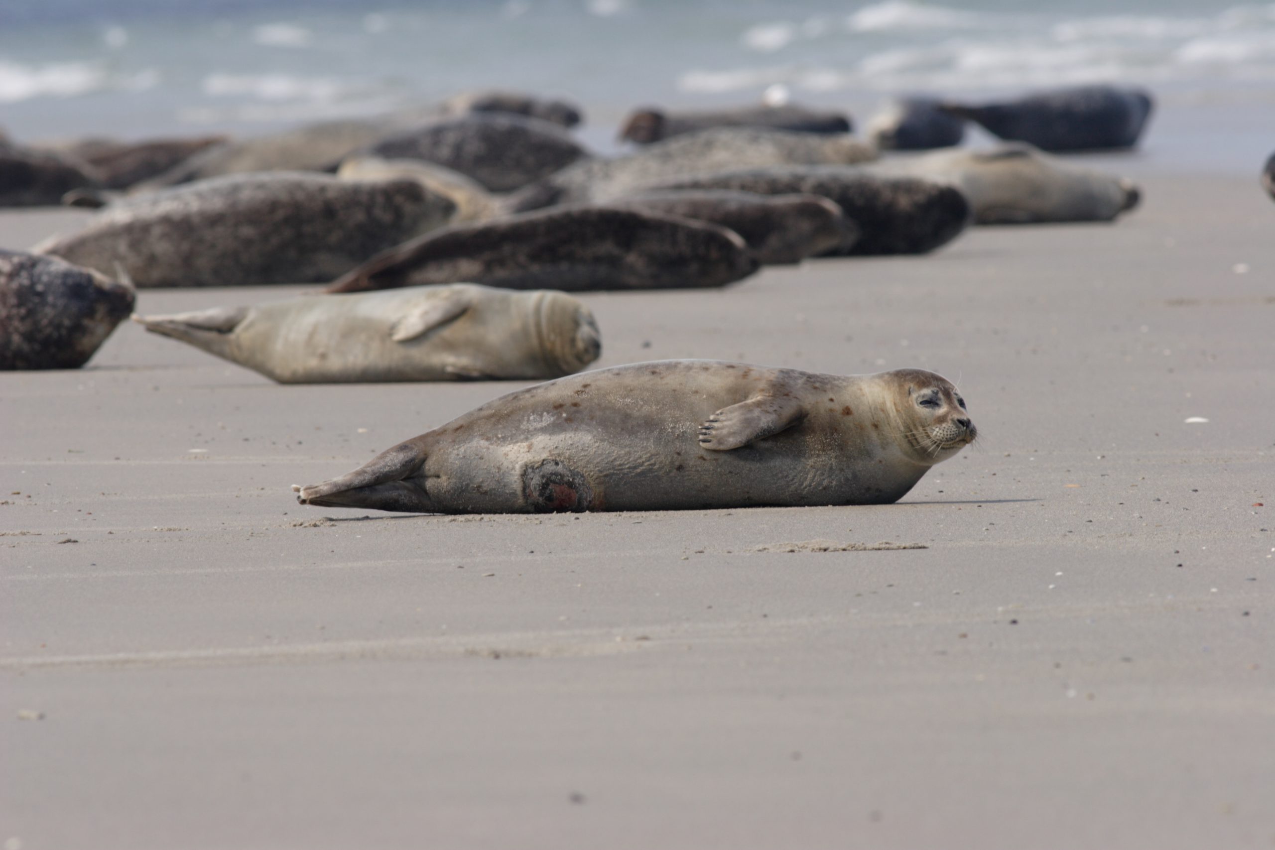 Waddengebied verkozen tot Mooiste Natuurgebied van Nederland