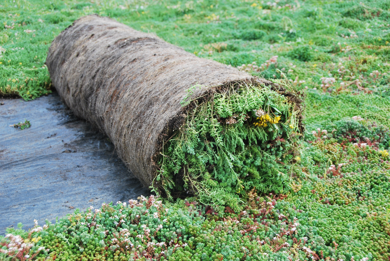 Omgeving Noordzeebrug wordt groen dankzij sedum