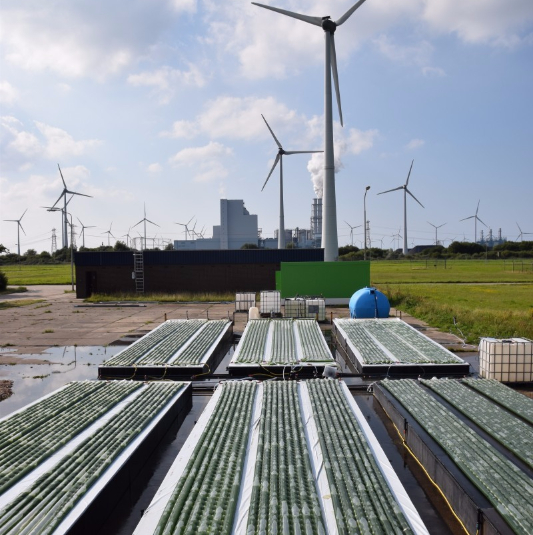 ‘Grootschalige algenteelt in Eemshaven rendabel’, aldus Gronings bedrijf; Straks honderd hectare ‘algenakkers’