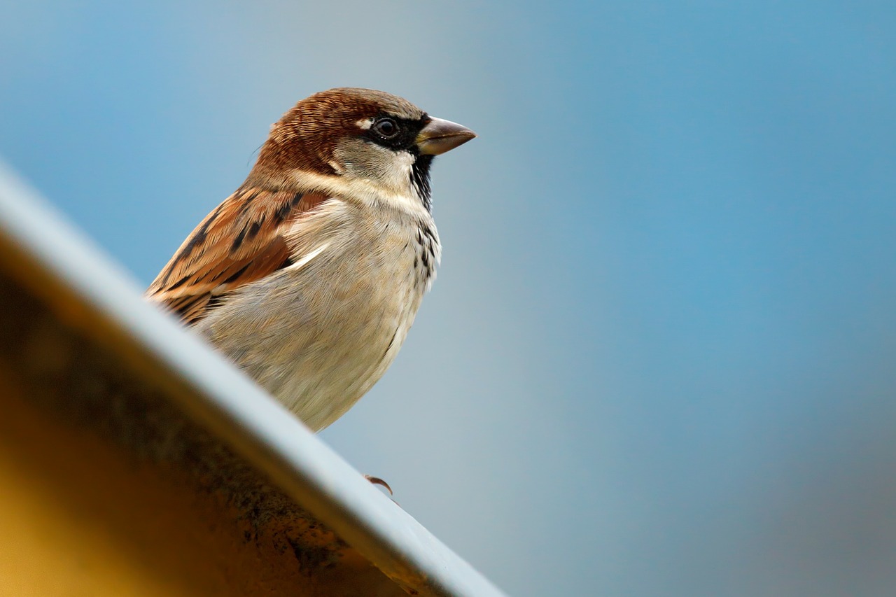 Huismus is meest getelde vogel in Groningen