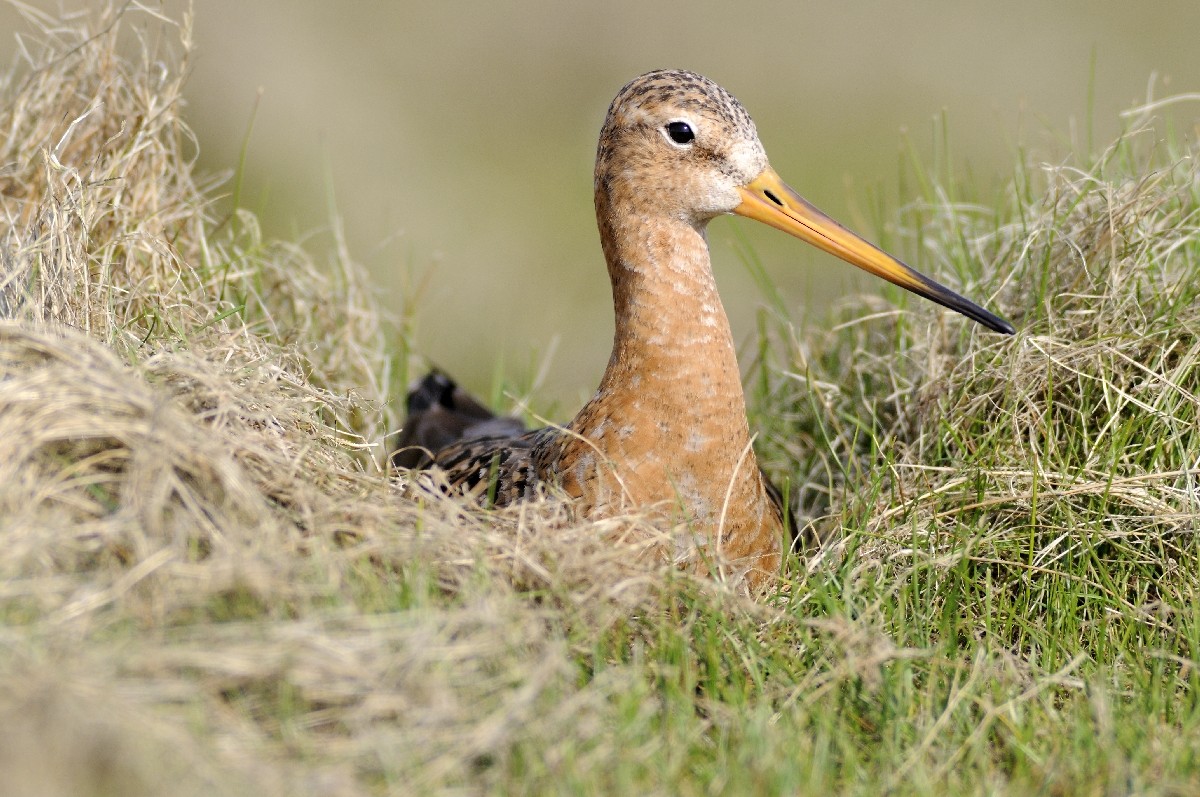 Goed nieuws voor de grutto; maar veldleeuwerik verdwenen bij Reitdiep