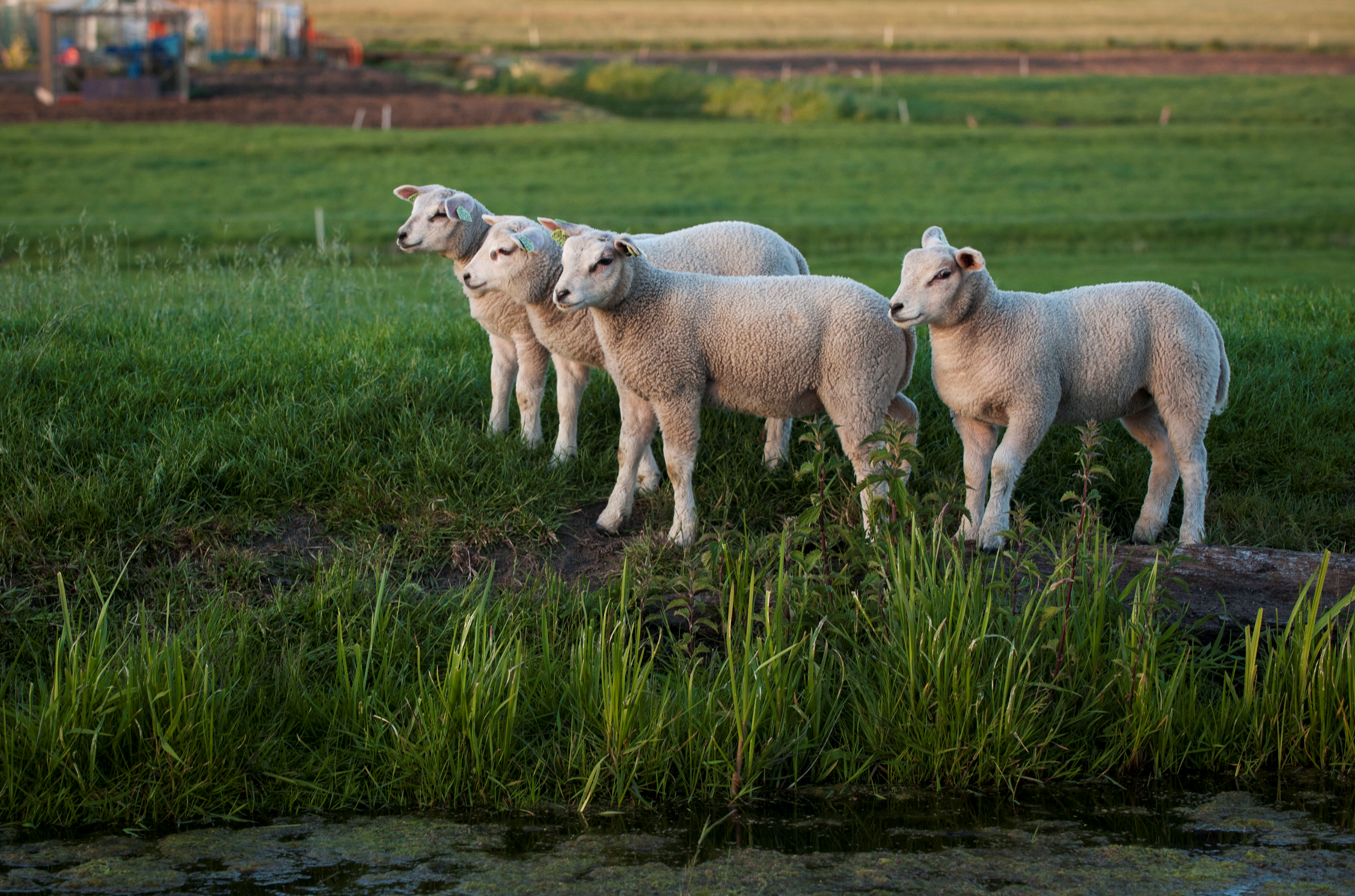 Lammetjes kijken vlakbij Groningen in stal Natuurmonumenten