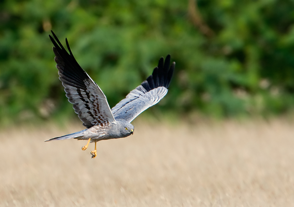 Favoriete Groningse vogel grauwe kiekendief ‘krijgt’ 15.000 euro