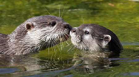 Otters en bevers in Groningen veiliger naar Zuidlaardermeer