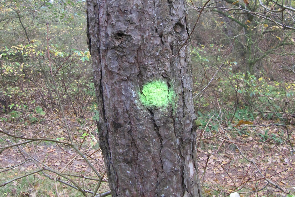 Wat doet die gele stip op bomen?