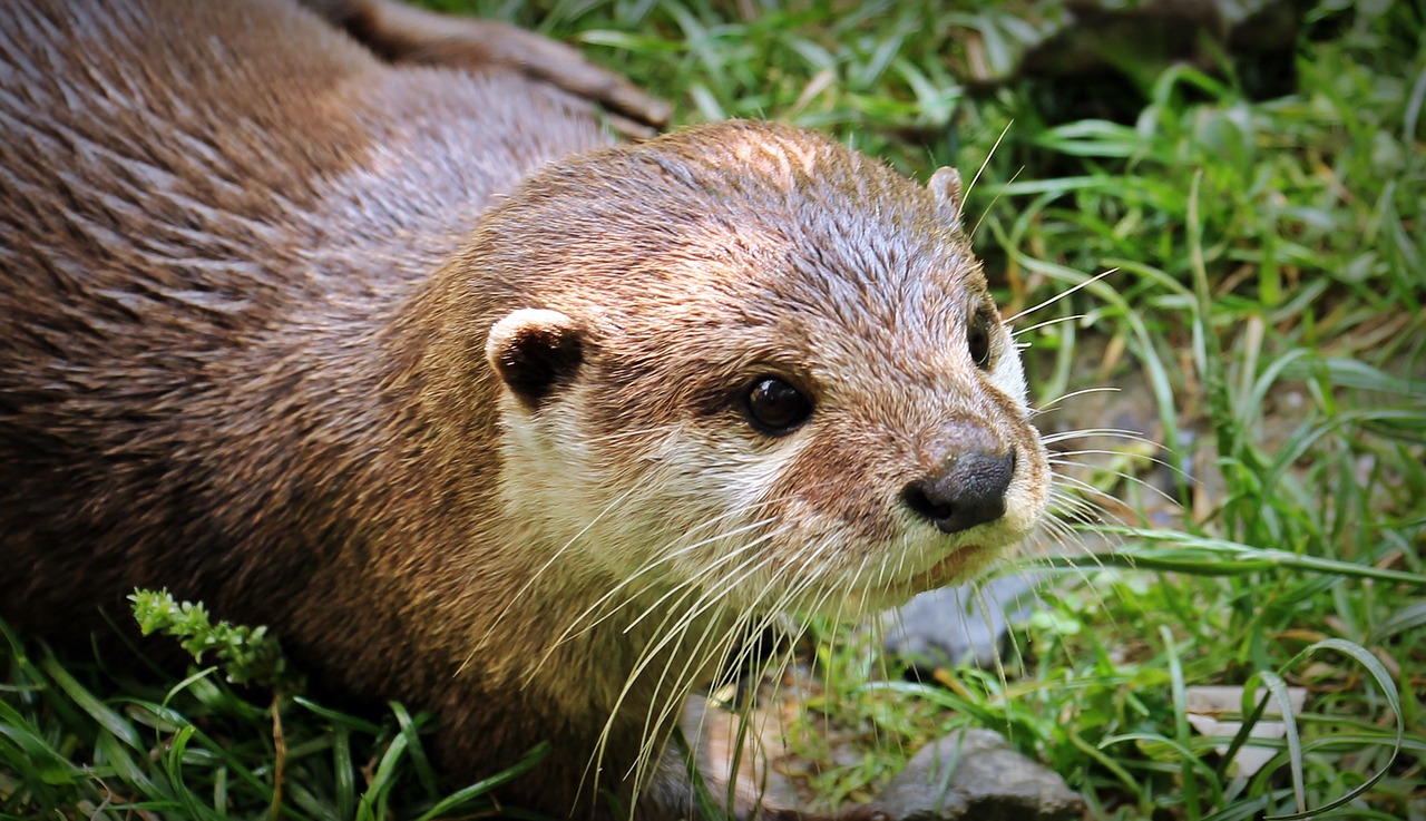 Otter krijgt hulp in Groningen