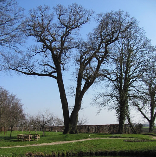 Dit zijn de meest bijzondere bomen van Groningen