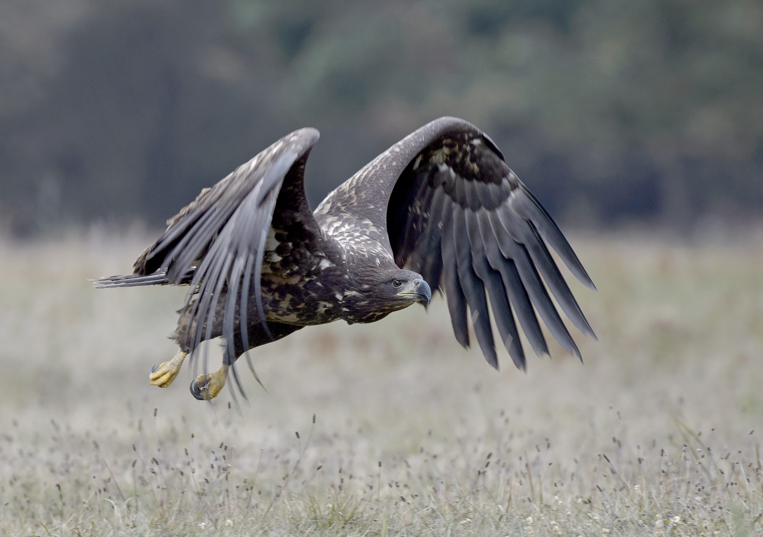 Cursus over vogeltrek in Nationaal Park Lauwersmeer