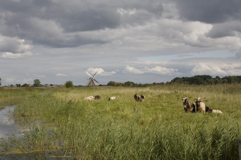 Kardinge. Foto: Natuurmonumenten