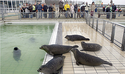 Meer bezoekers voor Zeehondencentrum Pieterburen