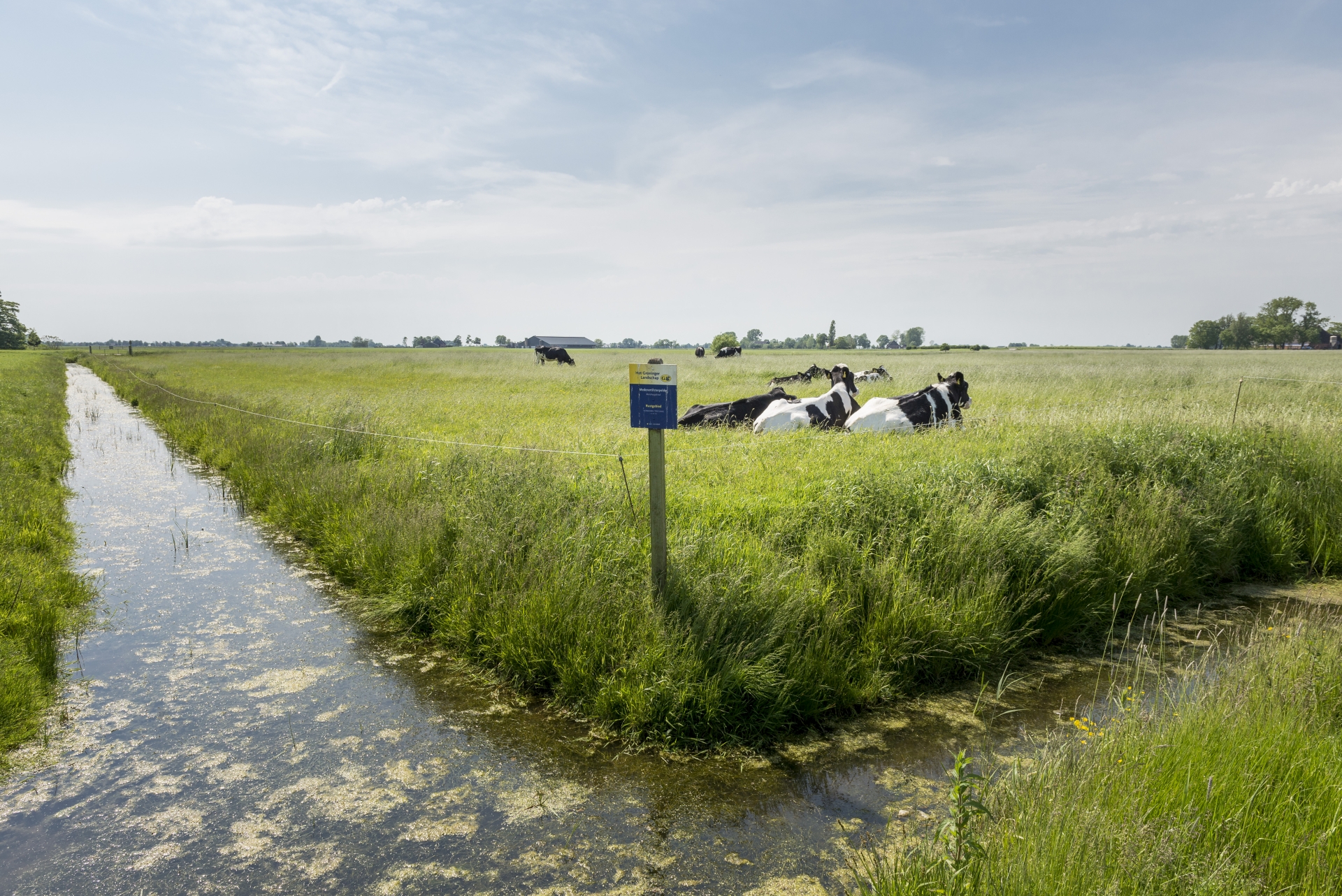 Provincie Groningen koopt grond aan voor weidevogels