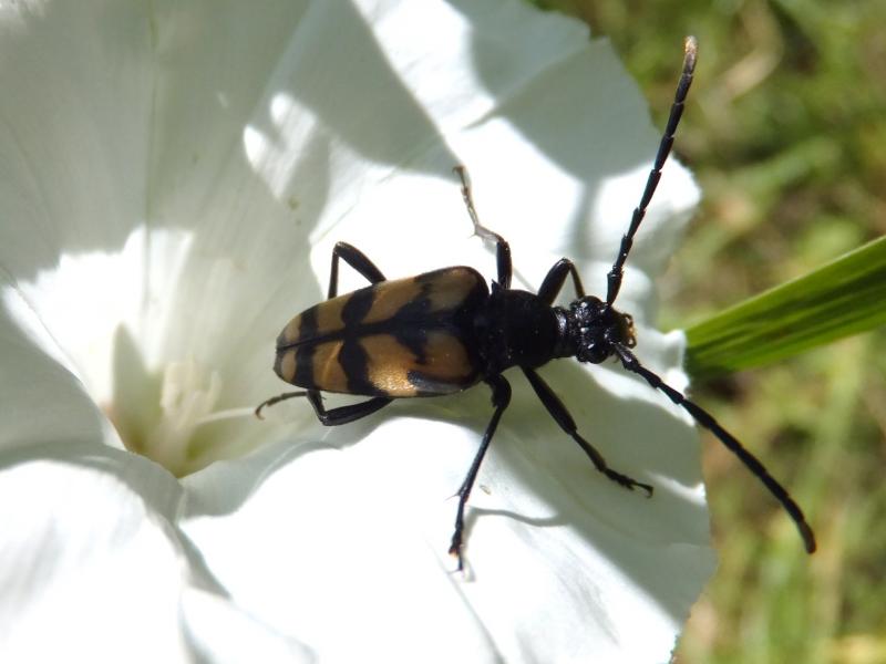 Vraag om onderzoek naar insectensterfte in Groningen