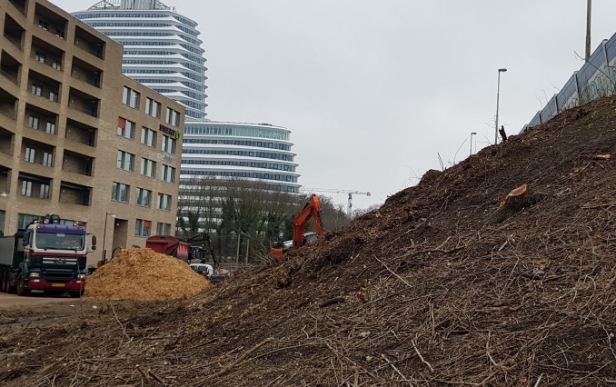 Stand van zaken bomenkap Zuidelijke Ringweg