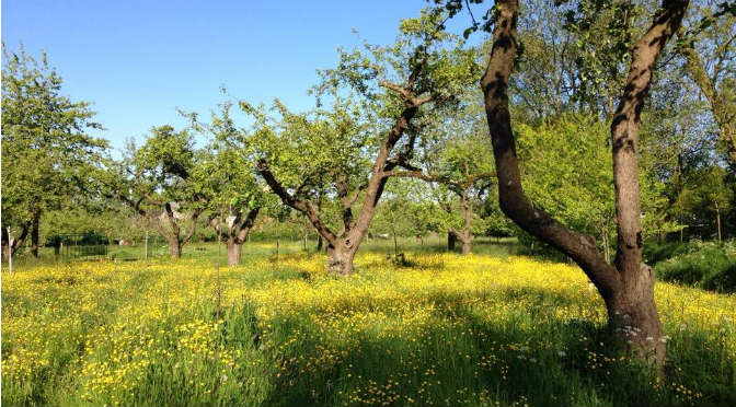 Bacterievuur in provincie Groningen: fruitbomen en meidoorns aangetast