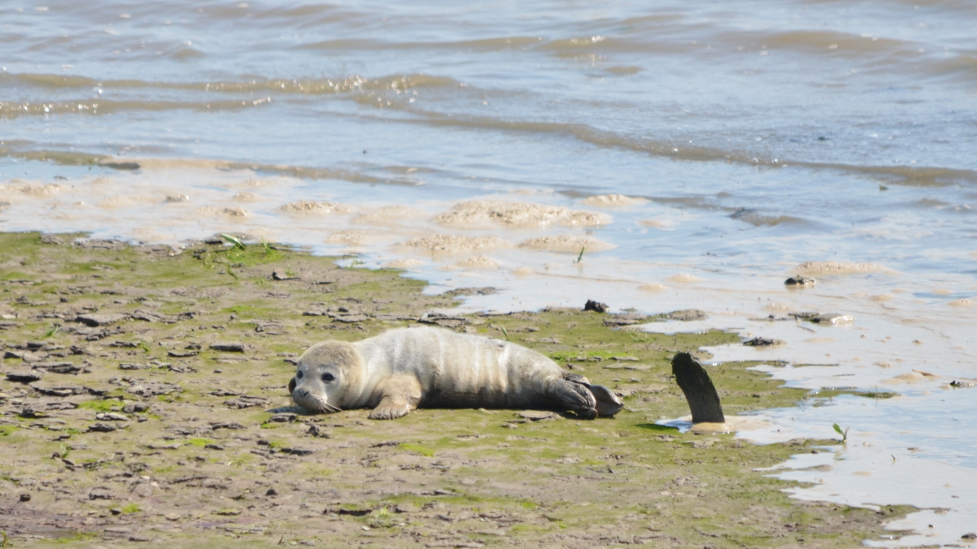 Pieterburen vangt eerste pup van deze winter op