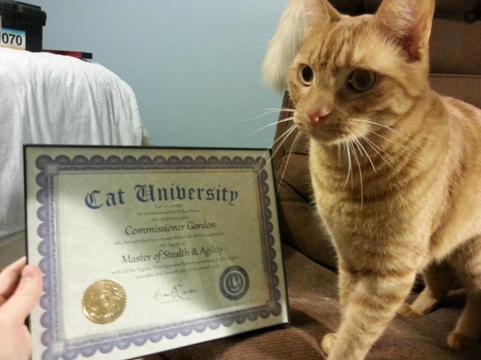 Deze kat kreeg een diploma van de Cat University, die een eigen Facebookpagina heeft.