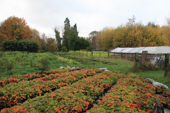 Nieuwe landbouw: voedsel uit bos in Glimmen; provincie Groningen steunt ‘voedselbossen’