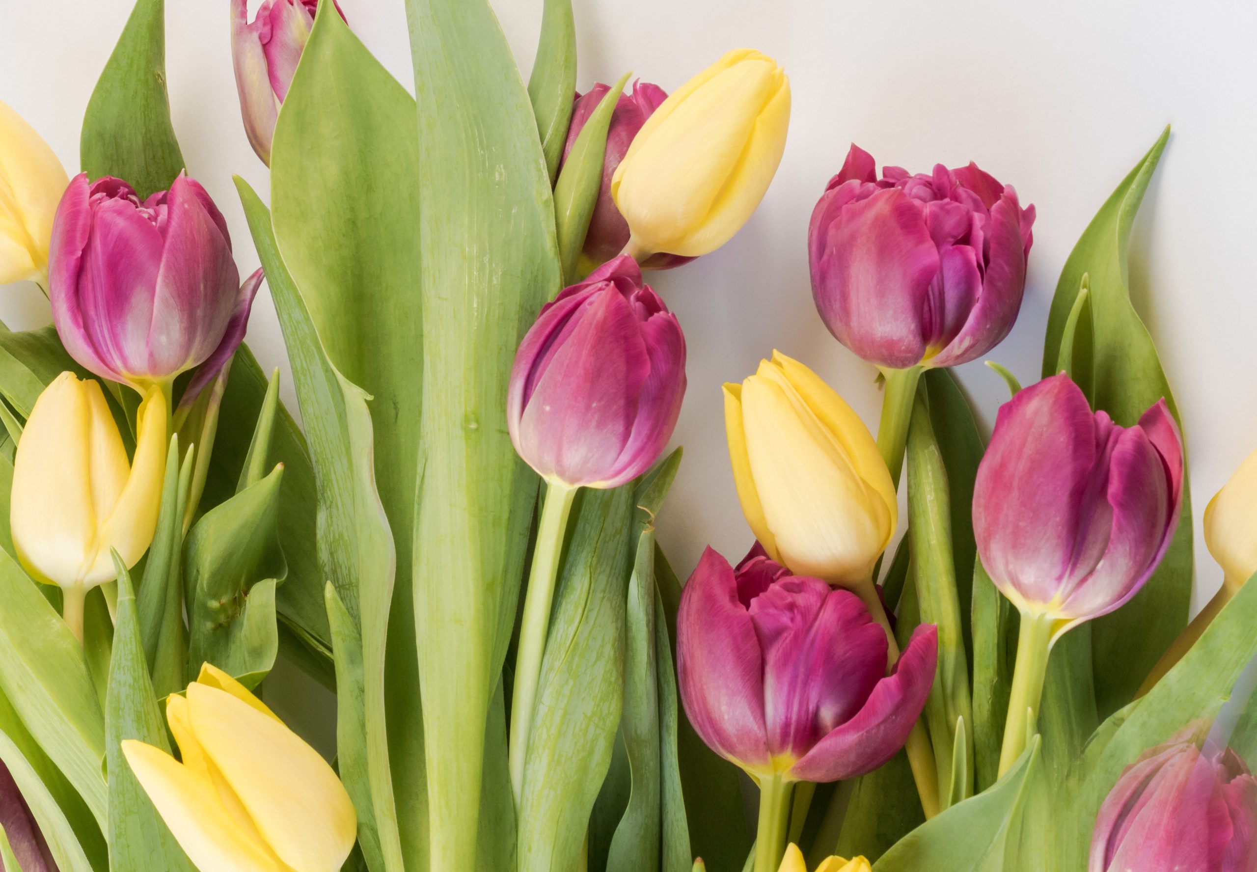 Koop een tulp voor noodhulp in Nederland