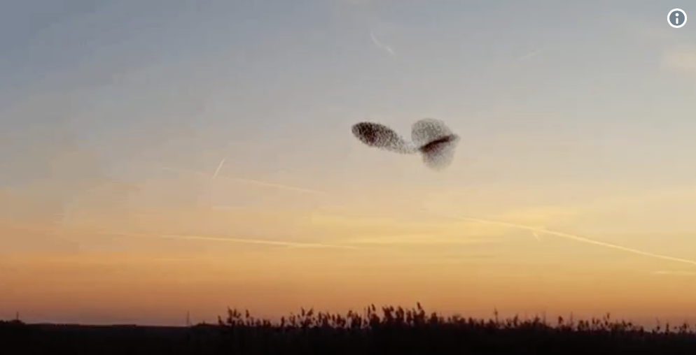 Goed nieuws over vogels: record aantal broedparen in De Onlanden bij Groningen