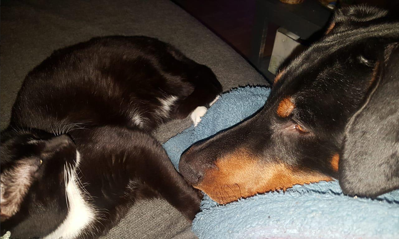 Ongelukkige kat na hachelijk avontuur herenigd met hondenmaatje