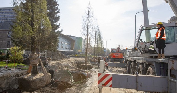 Chique cipressen van bijna uitgestorven ‘mammoetboom’ sieren nieuw busknooppunt UMCG-Noord