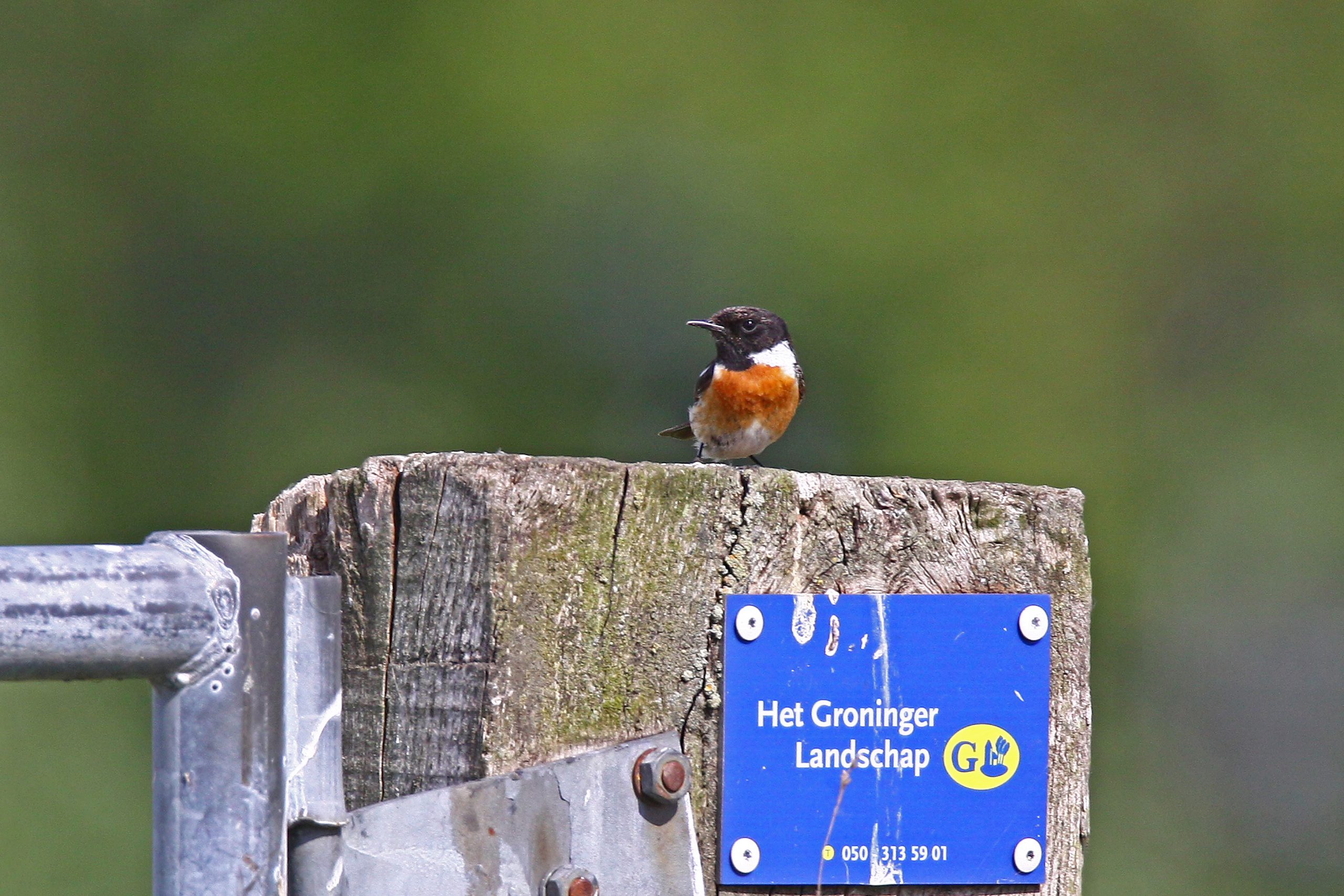 Workshop 'fotografie met je mobiel' in het Groninger landschap