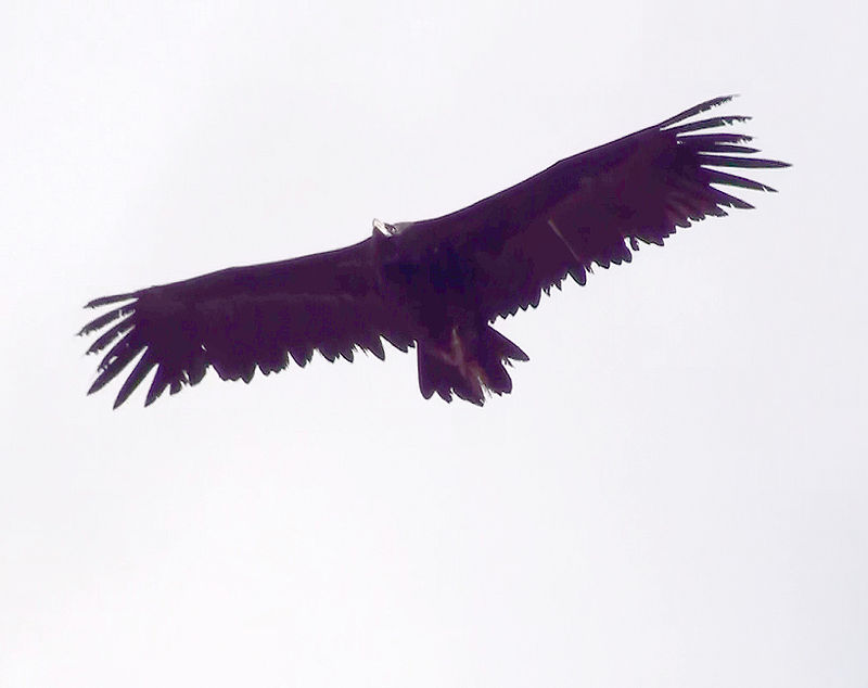 Grootste roofvogel van Europa bij Groningen gespot