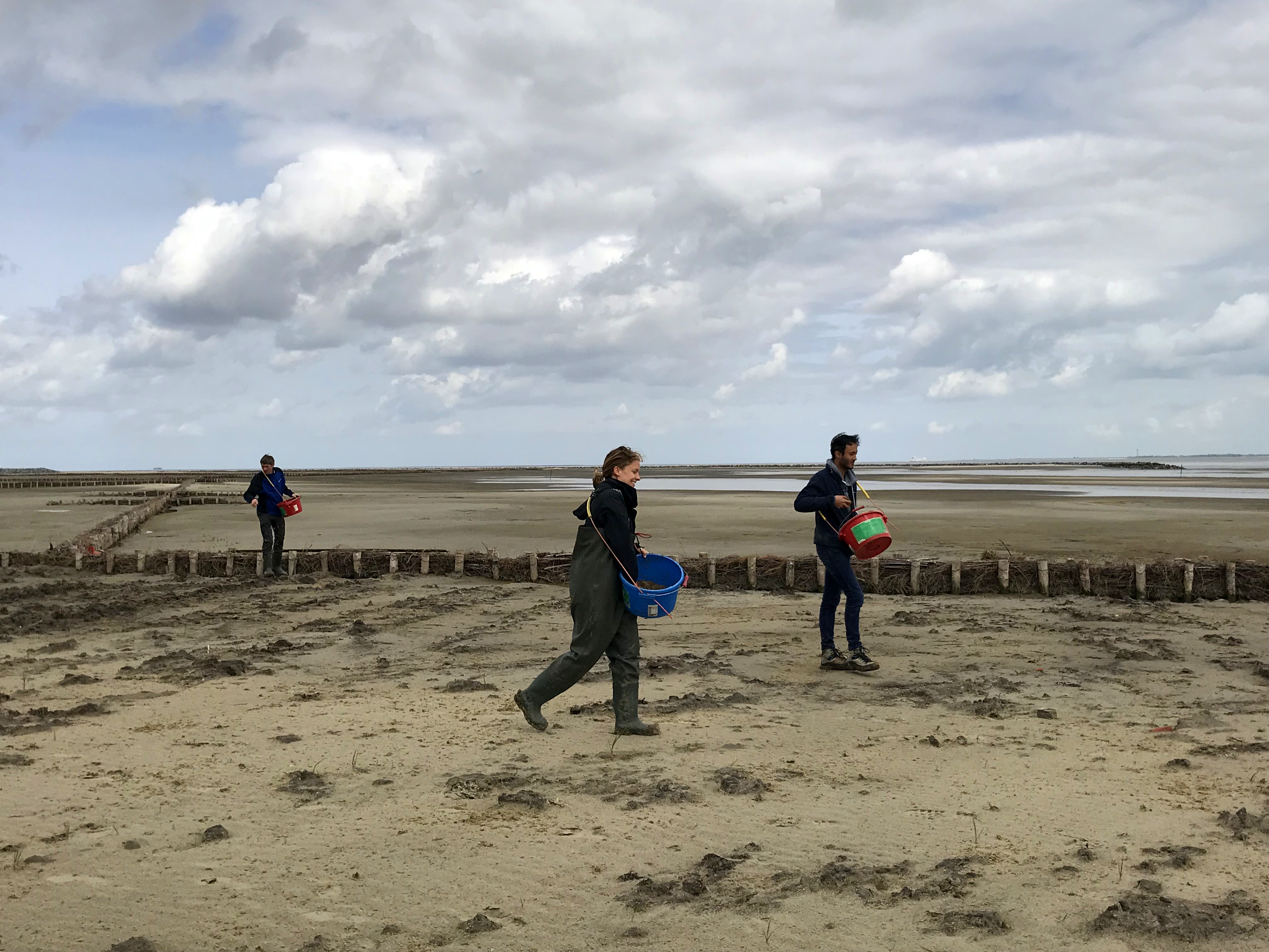 Unieke proef met zeekraal: landbouwgewas én bodembeschermer bij kust Delfzijl