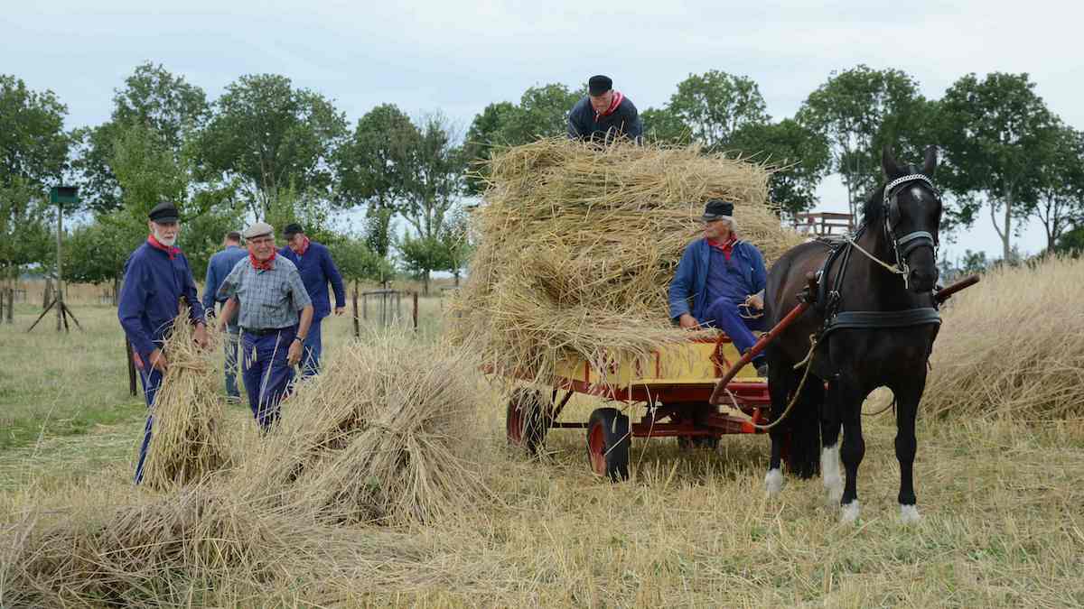 Landgoed Verhildersum Leens maakt zich op voor Historische Dagen op 10 en 11 augustus