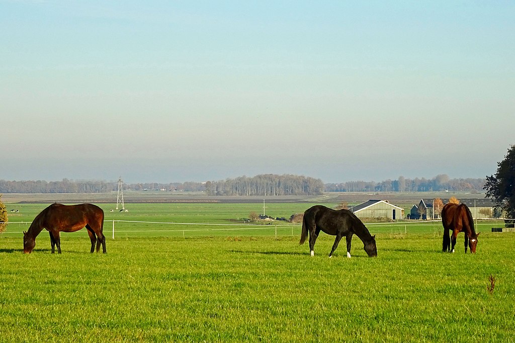 'Bomen verliezen nu al bladeren door droogte of sterven; Landschap in Groningen gaat veranderen'