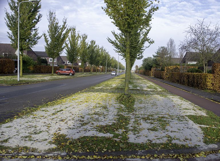 Steeds meer insectenlinten in Groningen - zand gestrooid met bloemenzaden moet zorgen voor paradijs voor bijen