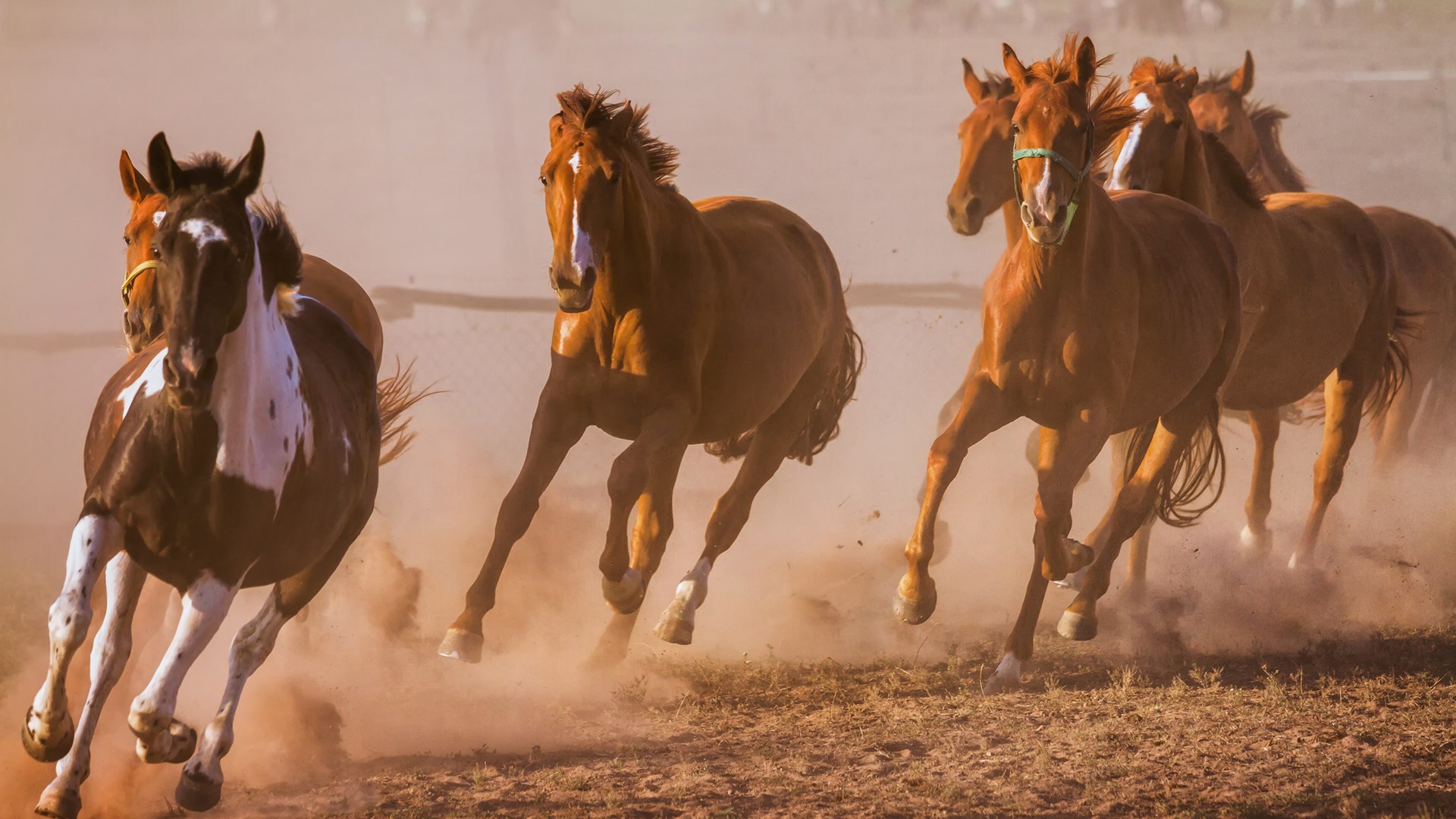 Westerkwartier in Groningen: steun voor plan om uit te groeien tot top-hippisch centrum van Nederland