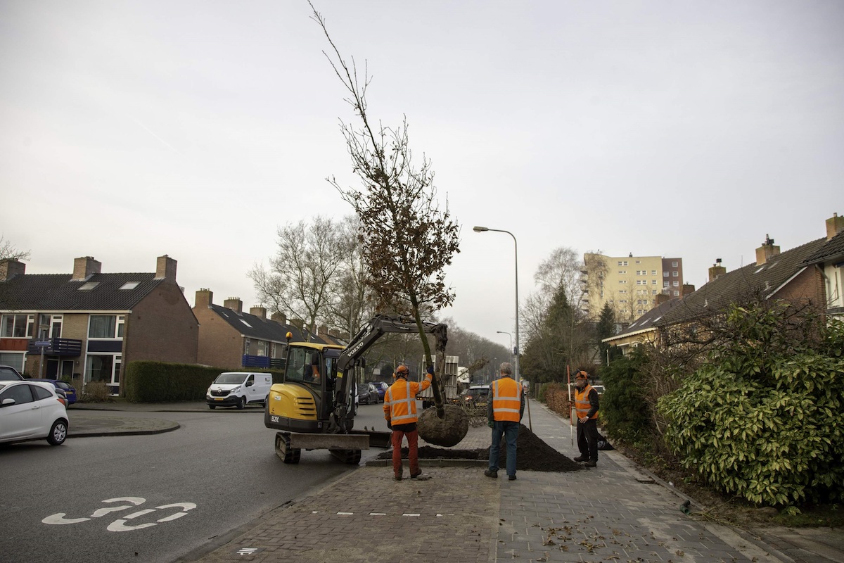 Gemeente plant bomen op bijzondere manier in kratjes