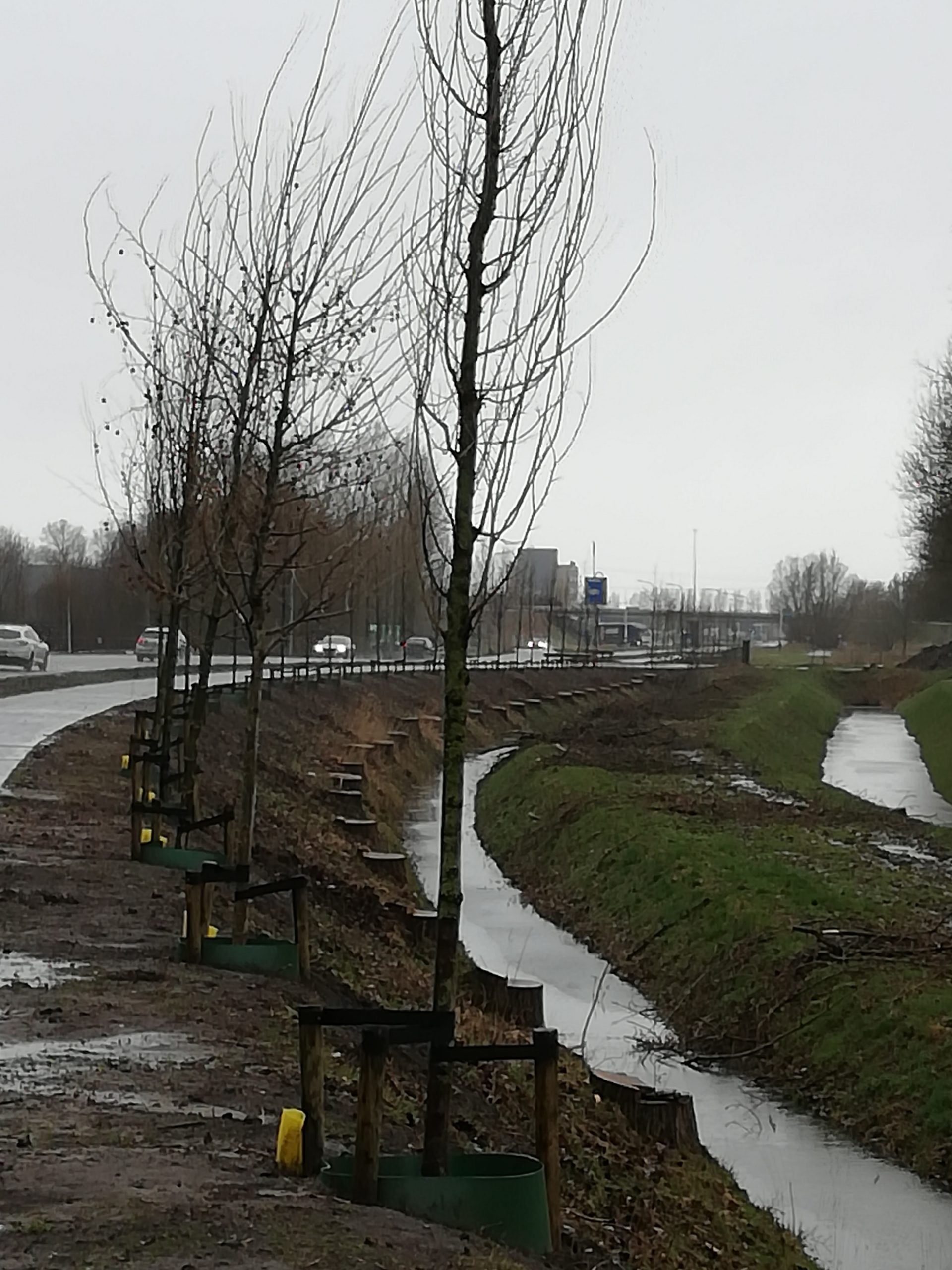 133 bomen herplant ter vervanging van populieren aan Winschoterweg in Groningen